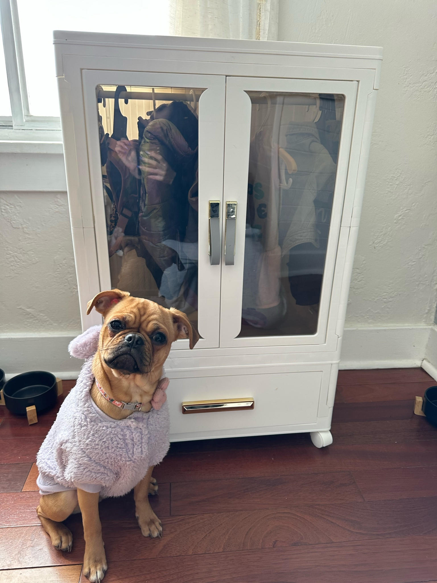 My babies wardrobe  

#LTKPets #LTKStyleTip #LTKFindsUnder100