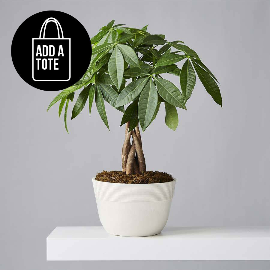 Money Tree Plant with plants.com Tote | plants.com
