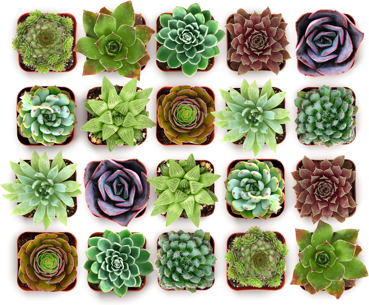 Shop Succulents Echeveria & Rosette Live Succulent Variety Pack – Fully Rooted 2" Potted Plants... | Amazon (US)
