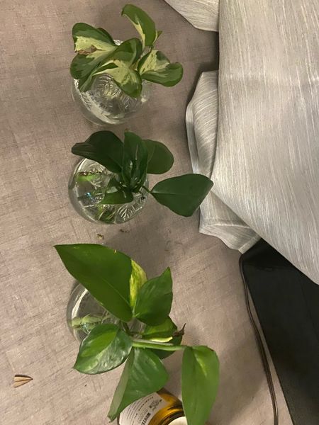 Best target finds!!


Target plants | neutral pots | propagation pots | neutral home decor | plant mom | aesthetic plant goals | plant pots | target finds | target home 

#LTKFind #LTKhome #LTKunder50