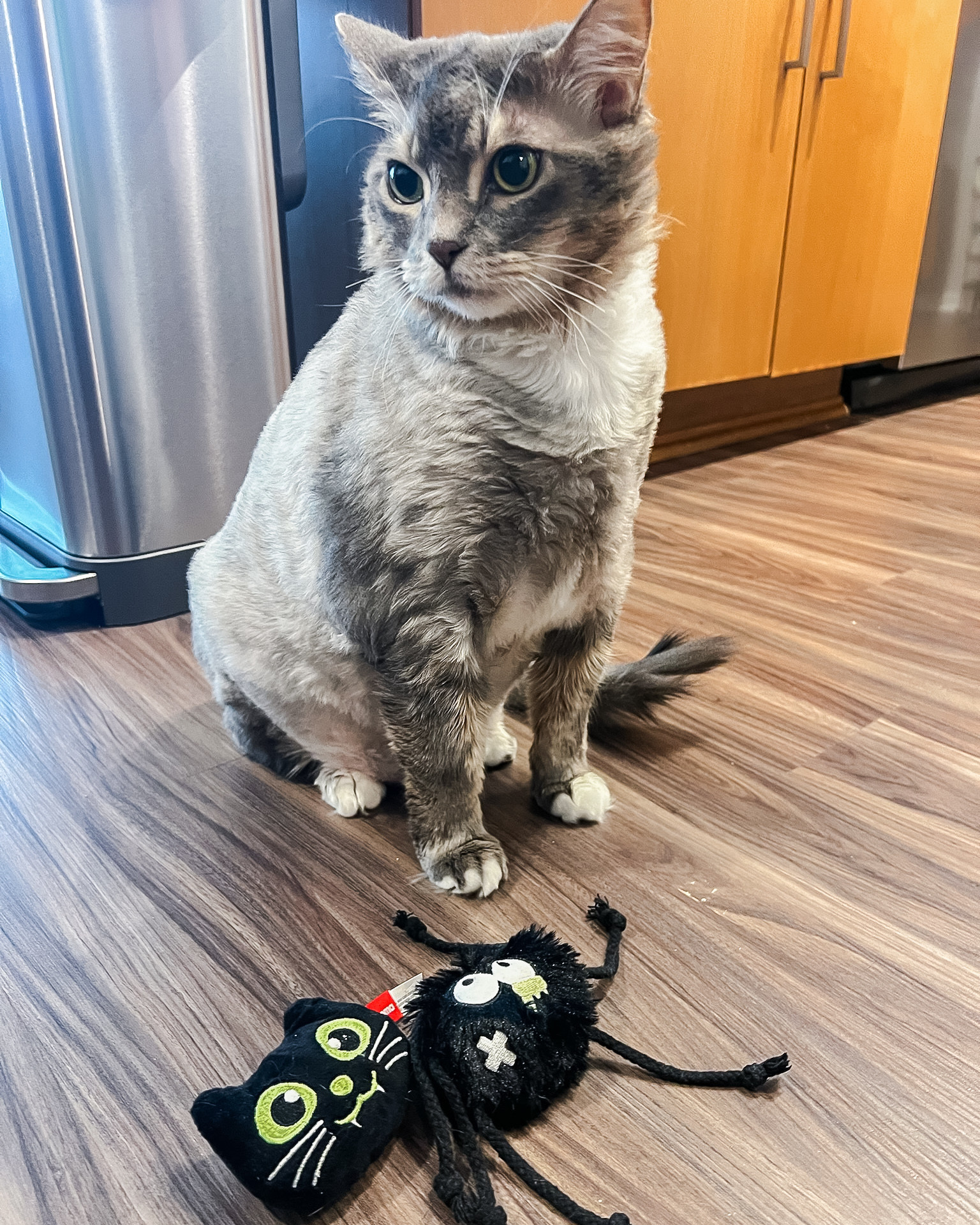 Make playtime spooky (and adorable) 🐱🎃✨ with these horror-themed cat toys! Designed with fun seasonal shapes and engaging textures, they keep your kitty entertained with chasing, batting, and pouncing play 💖🐾. Perfect for Halloween vibes or everyday fun when you want to keep your cat active and happy 👀✨. Trust me, your fur baby will be obsessed with these playful little scares 💕

#cattoys #catlife #petessentials #catlovers #furbaby #petparents #catplay #halloweencat #spookyseason #petcare #kittylove #playtime #happypet #catproducts #interactiveplay #ltkpets #ltkfinds #musthave #cutepets #catinspo #petlifestyle #funforcats 

 