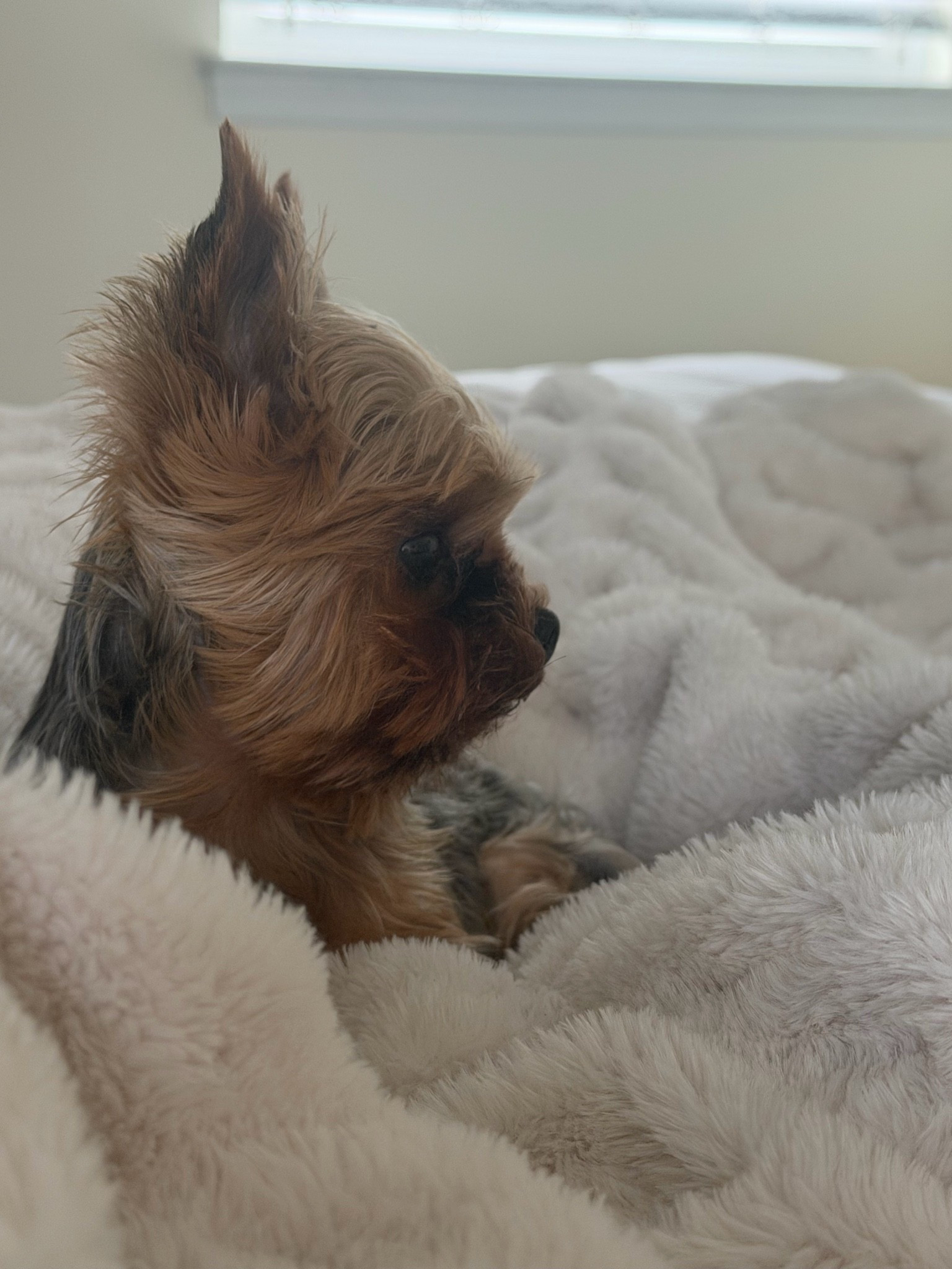 How cute is peanut?!? He loves my Lola blanket though & here’s him and Lucy’s favorite doggy things! 
#yorkie #dog

#LTKHome #LTKSaleAlert