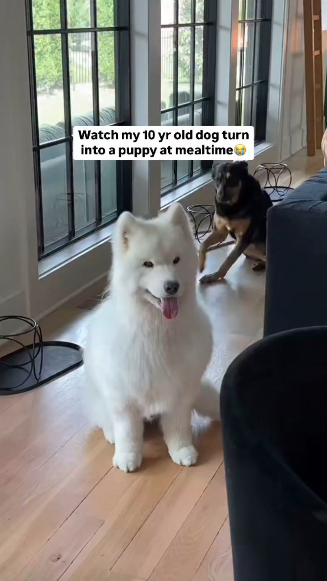 Casper and @justfoodfordogs … a love story 🫶🏼

Seriously the only food I will feed my dogs!! It’s made with fresh, human grade ingredients and as you can see they LOVE it😂🥹 Only the best for my babies🐶🐶🐶🐶🐶🐶

#LTKHome #LTKFindsUnder100 #LTKPets