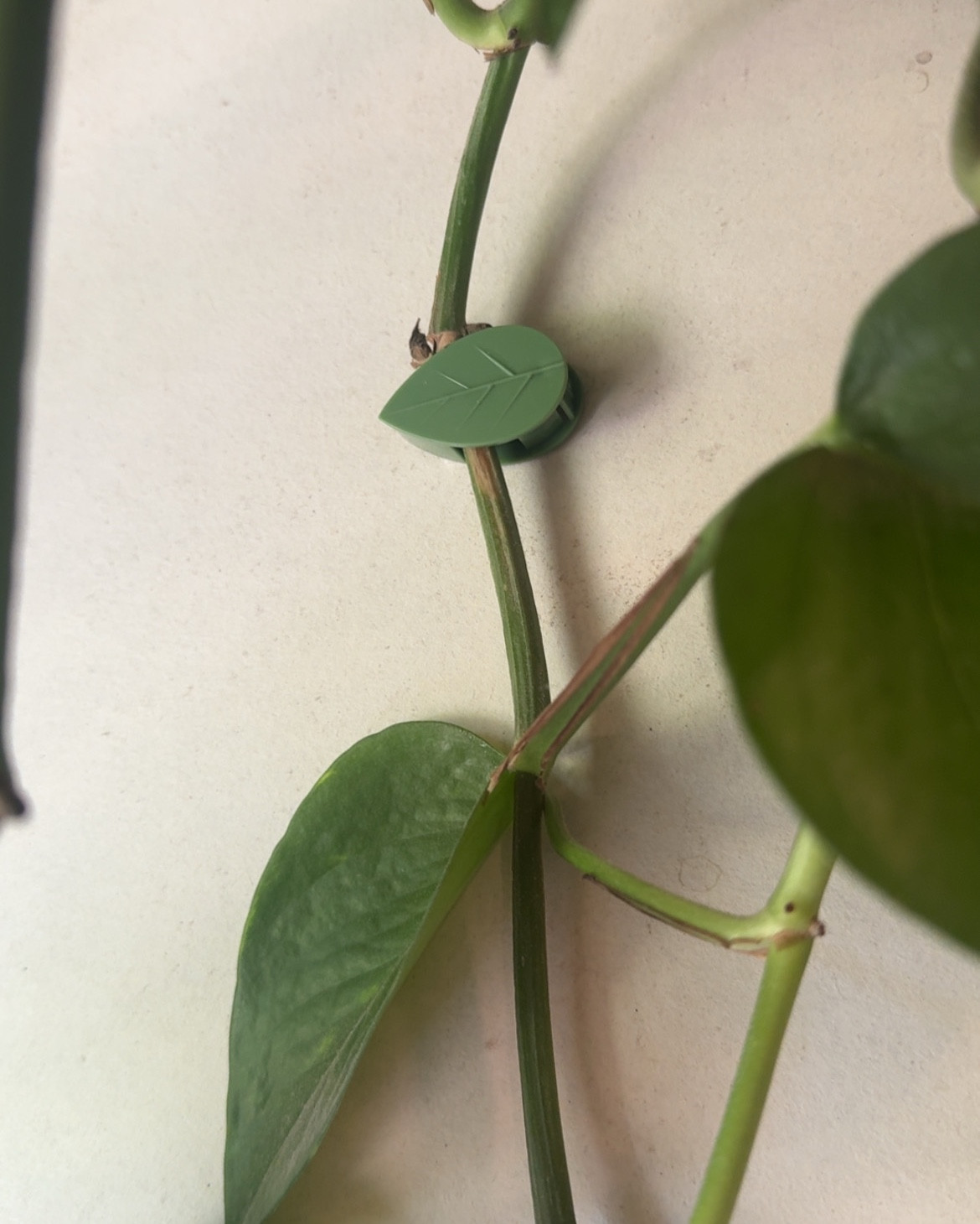 20 of the cutesy pothos or plant vining clips! They stick to the wall 🍃and under $4