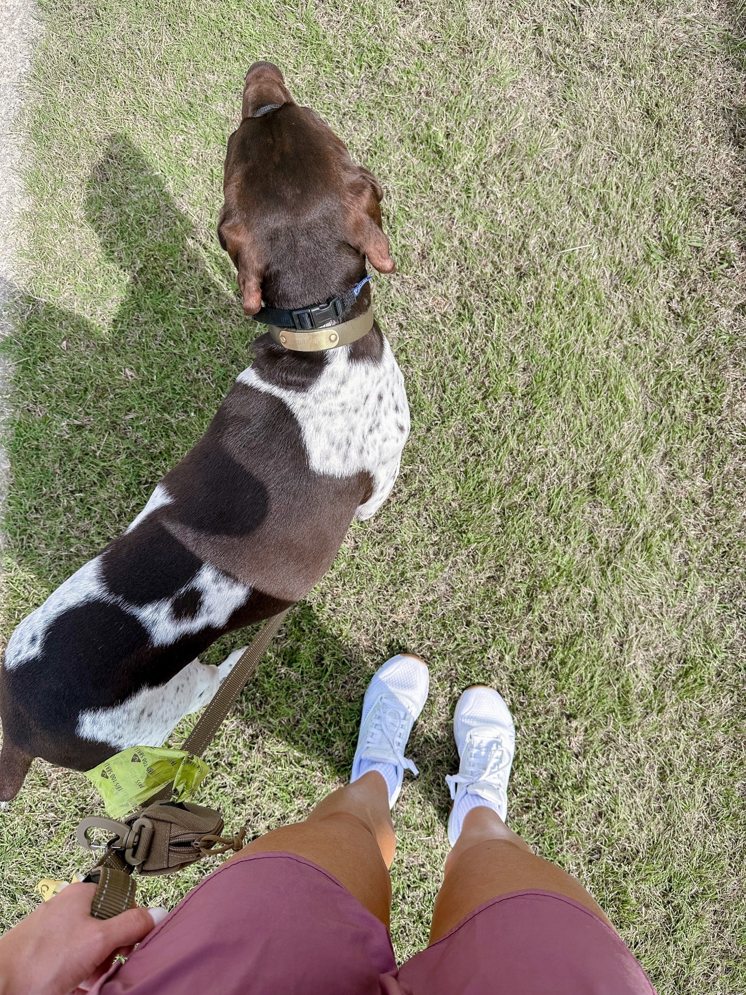 #LTKPets #LTKFindsUnder100 #LTKActive