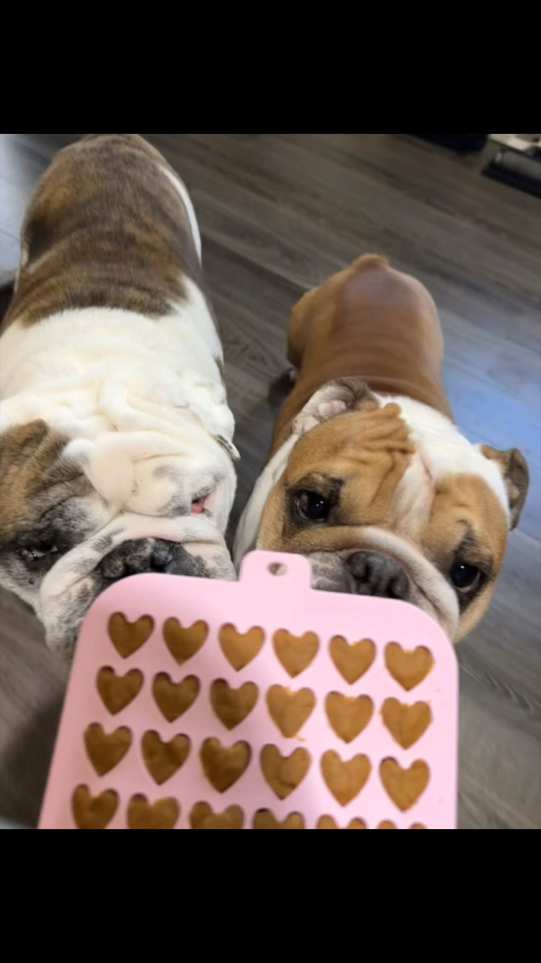 Valentine’s Day Homemade Dog 🐶 Treats 
#pets #dog #ltkpets 

#LTKdayinmylife