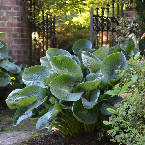 Abiqua Drinking Gourd Hosta | Plant Addicts
