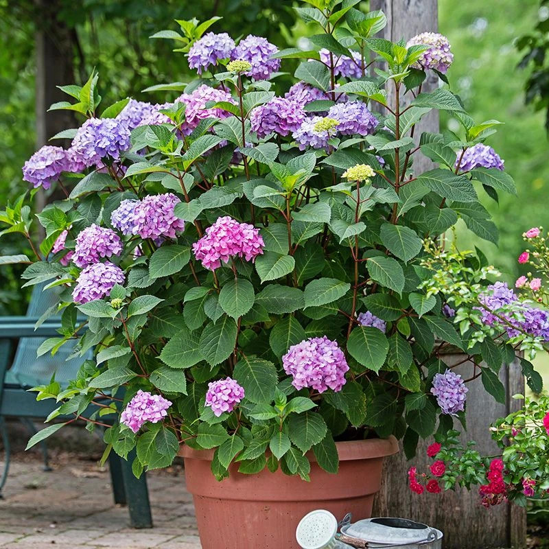 Endless Summer Bloomstruck Hydrangea | Plant Addicts