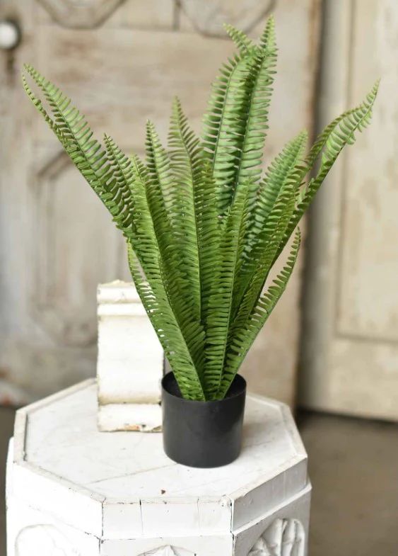 21" Kimberly Stand Up Fern Potted | The Nested Fig