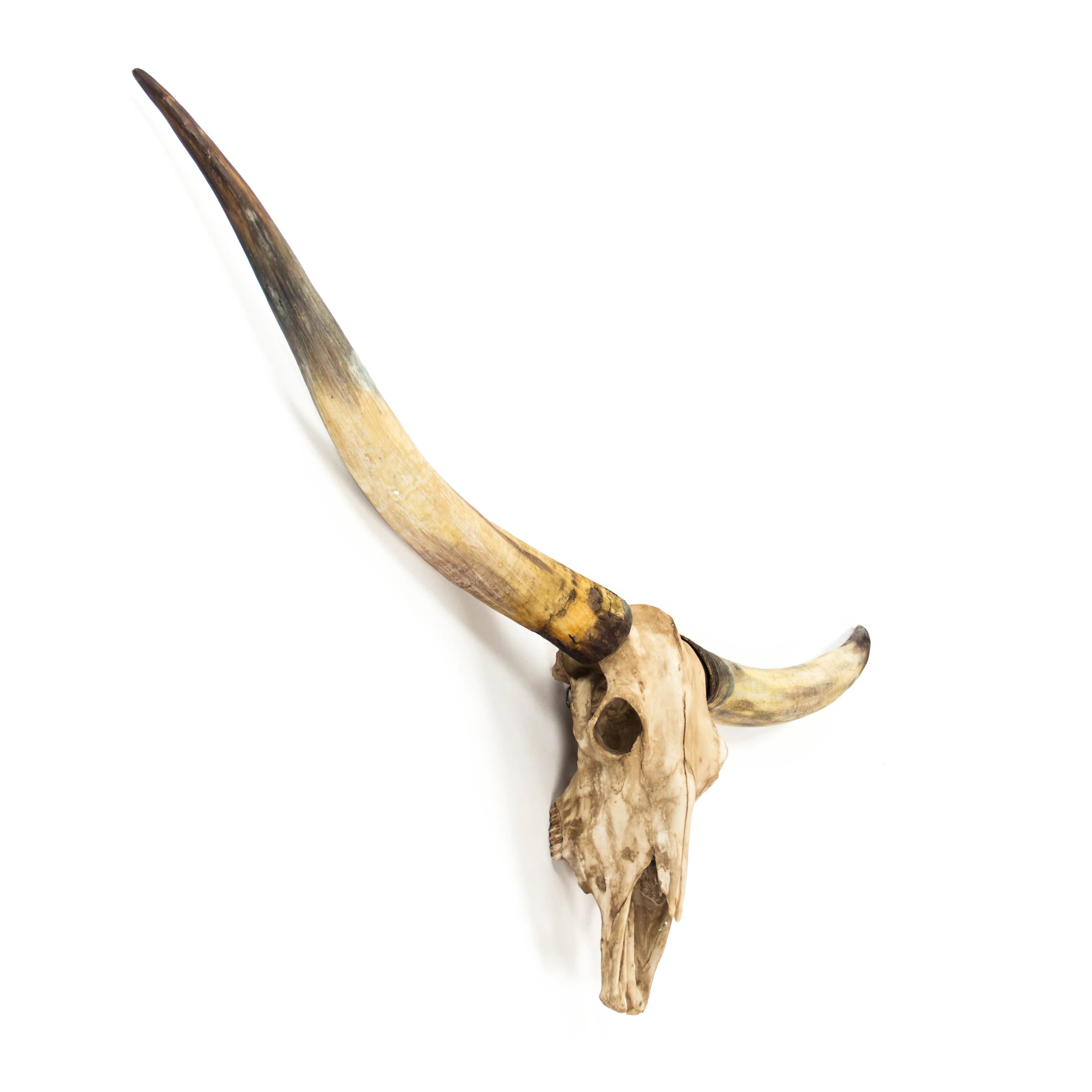 Bull Skull Handmade Resin Wall Decor | Perigold