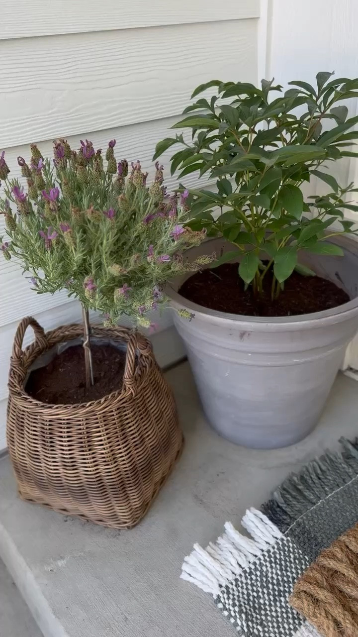 A closer look at these stunning wicker handled basket planters! These have been a favorite of mine over the last few years, a top 10 best seller of 2023, and a McGee & Co. best seller. I’ve linked these below, along with some similar less expensive options! 

#LTKSeasonal #LTKHome #LTKSaleAlert
