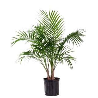 2 Gal. Majesty Palm Plant in 10 in. Nursery Pot | The Home Depot