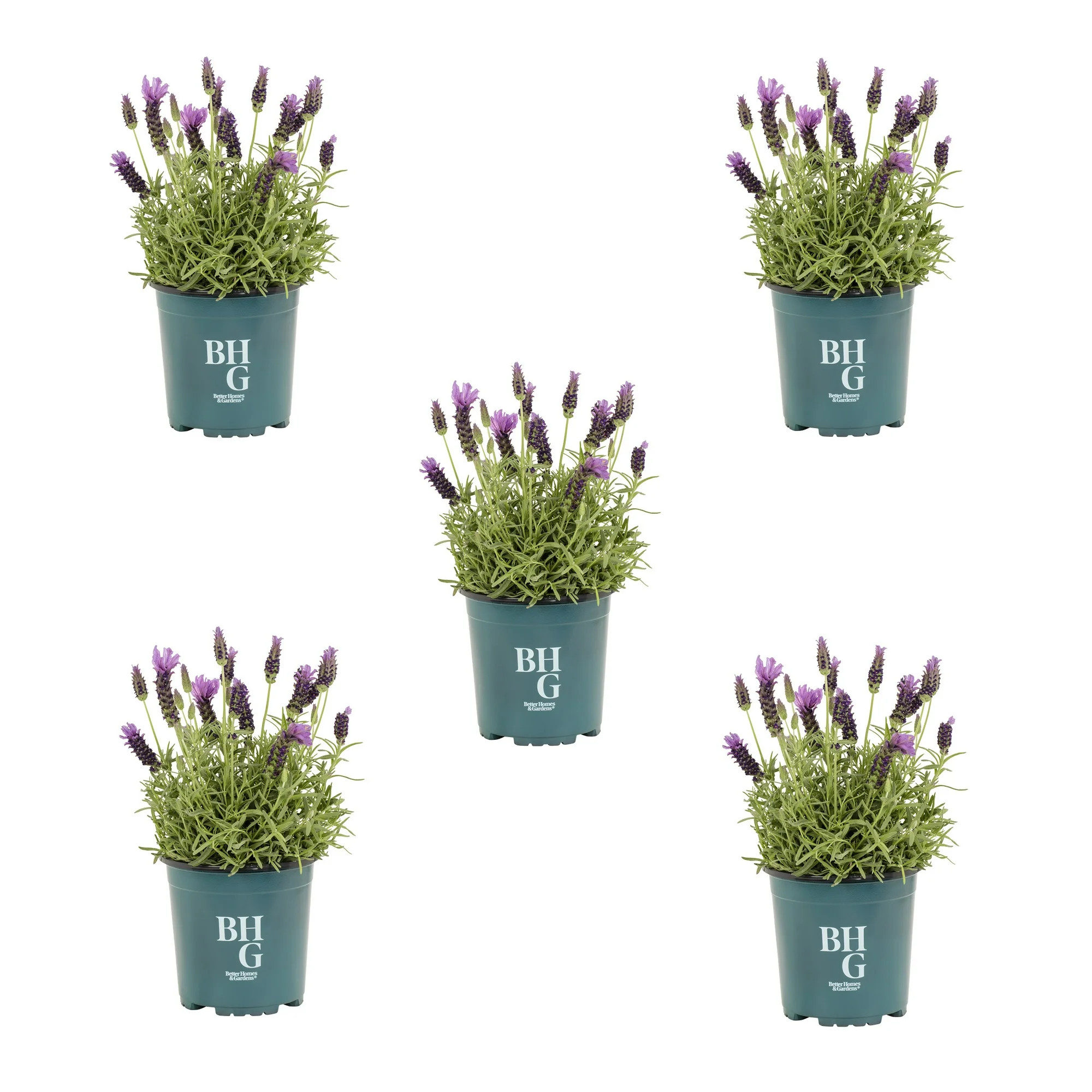 Better Homes & Gardens 1.5PT Spanish Lavender Live Perennial Plant Sun 5-Pack | Walmart (US)