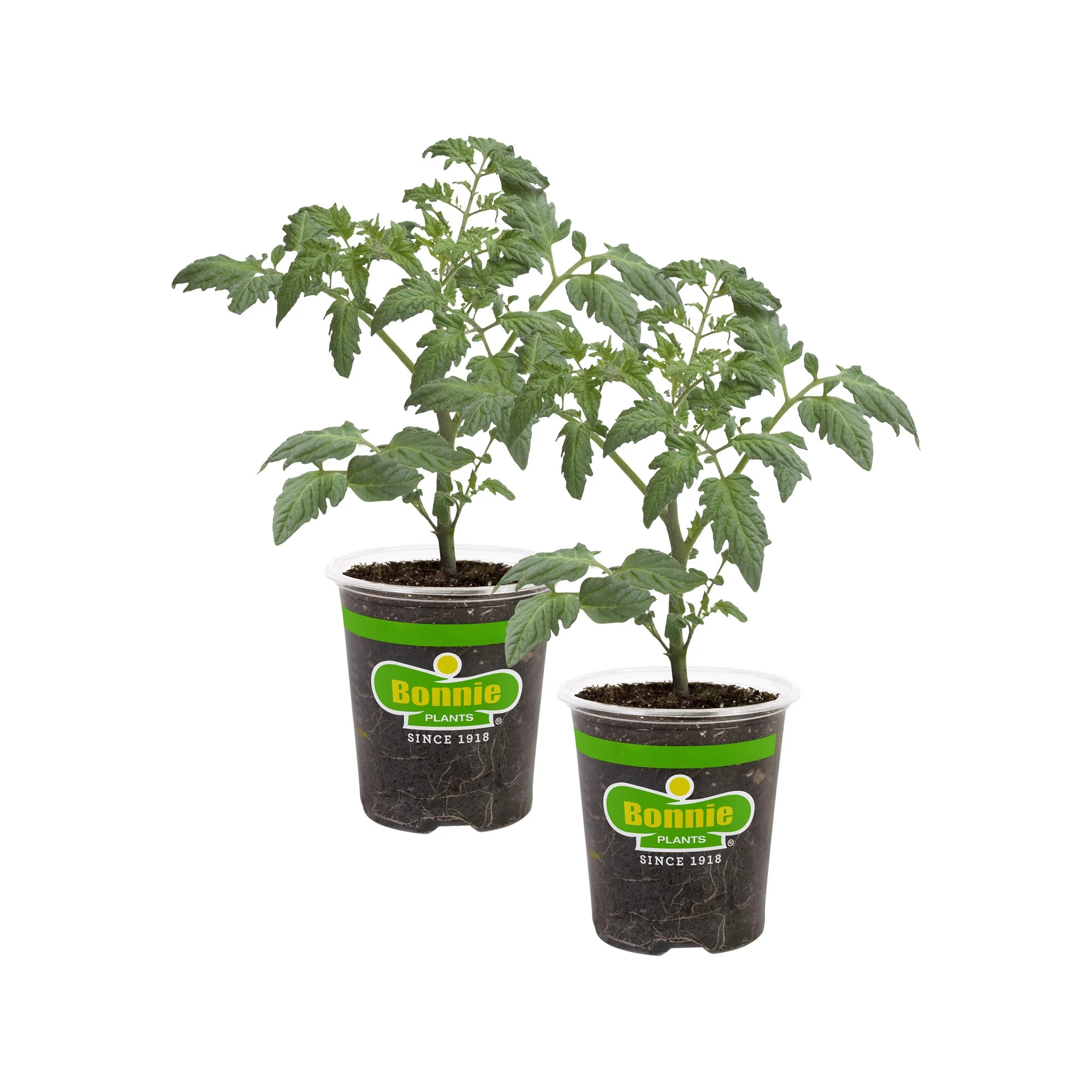 Bonnie Plants Roma Classic Paste Tomato 19.3 oz. 2-Pack | Walmart (US)