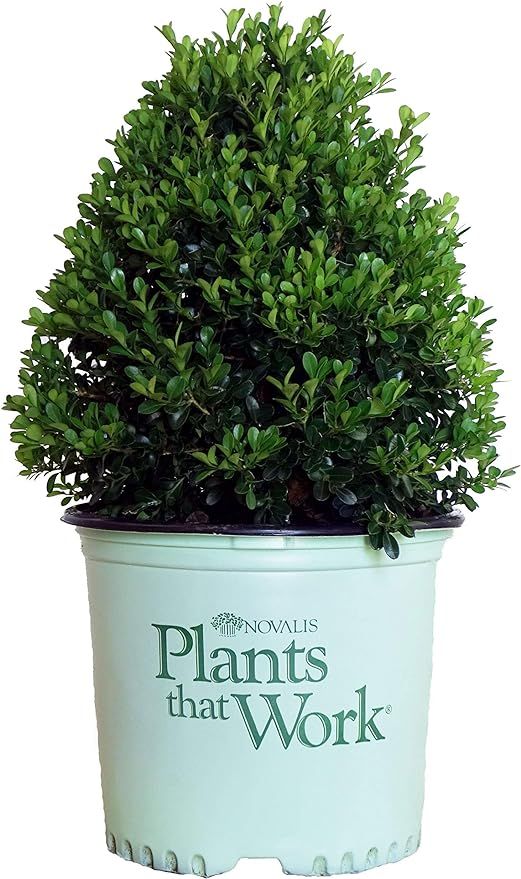 Plants That Work - Buxus 'Cranberry Creek' (Boxwood) Evergreen, , 3 - Size Container | Amazon (US)