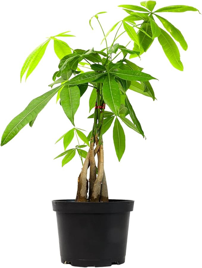 Money Tree Plant Indoor House Plants, Chinese Money Plant Decor, Bonsai Tree Feng Shui Decor, Hou... | Amazon (US)