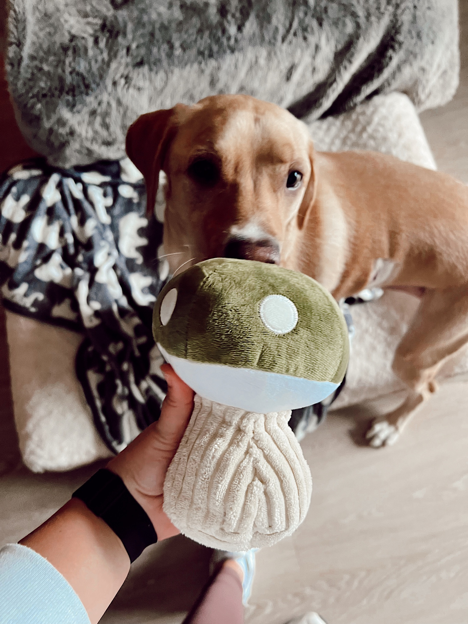 🍄Cutest mushroom dog toy🍄 

#LTKhome #LTKSeasonal #LTKHoliday