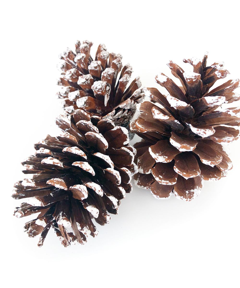 Foundations Decor Craft Kits Frosted - Brown Frosted Pine Cones Decor - Set Of Three | Zulily