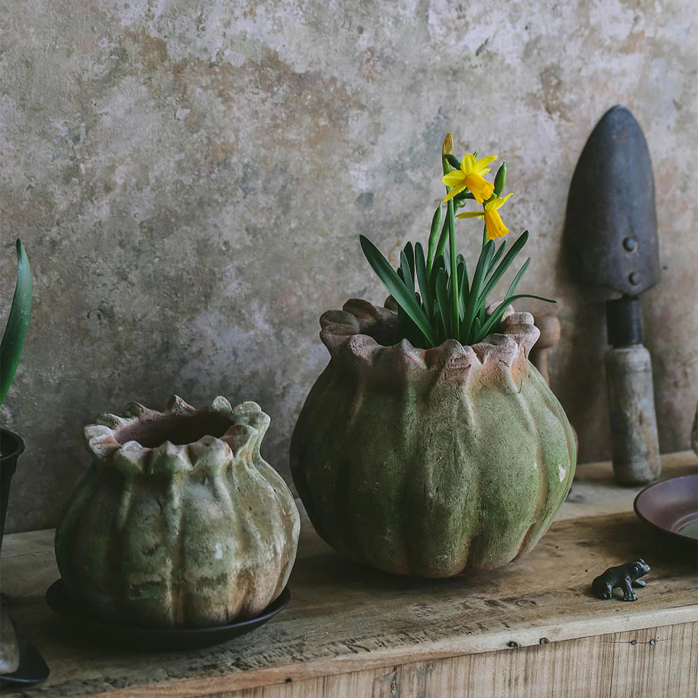 Aged Terracotta Poppy Planter | Roan Iris