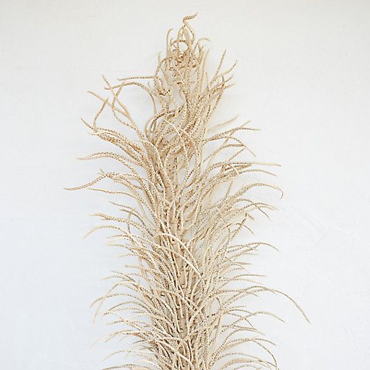 Dried Medusa Branch | Terrain