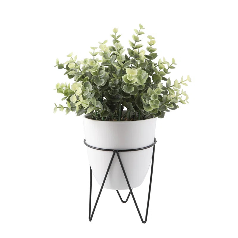 Flowers & Plants | Wayfair North America