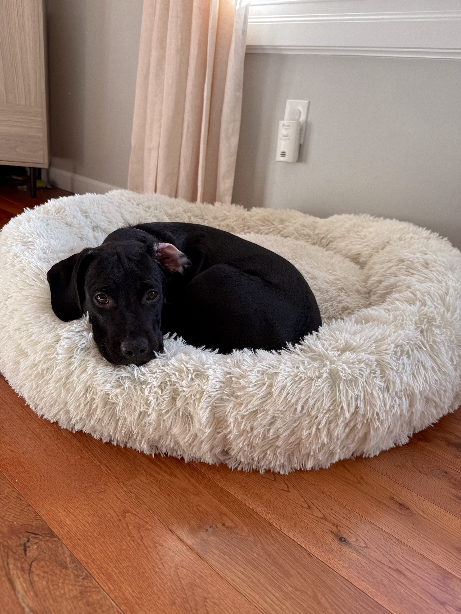 Dog bed, luxury dog bed, target finds, home decor, home style, pet finds, pet beds 

#LTKSeasonal #LTKhome #LTKfindsunder100