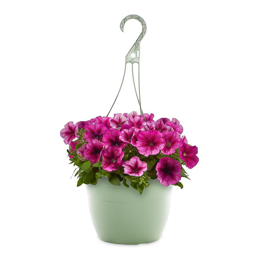 Lowe's Multicolor Petunia in 1.5-Gallon (s) Hanging Basket | Lowe's