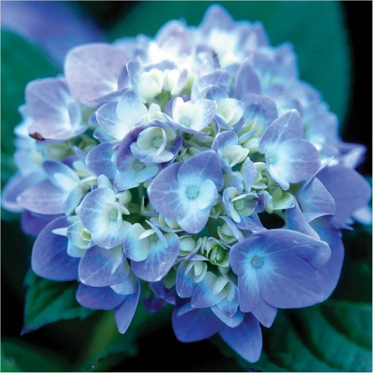 The Original Endless Summer Hydrangea (1 Gallon) Flowering Deciduous Shrub with Pink or Blue Bloo... | Walmart (US)