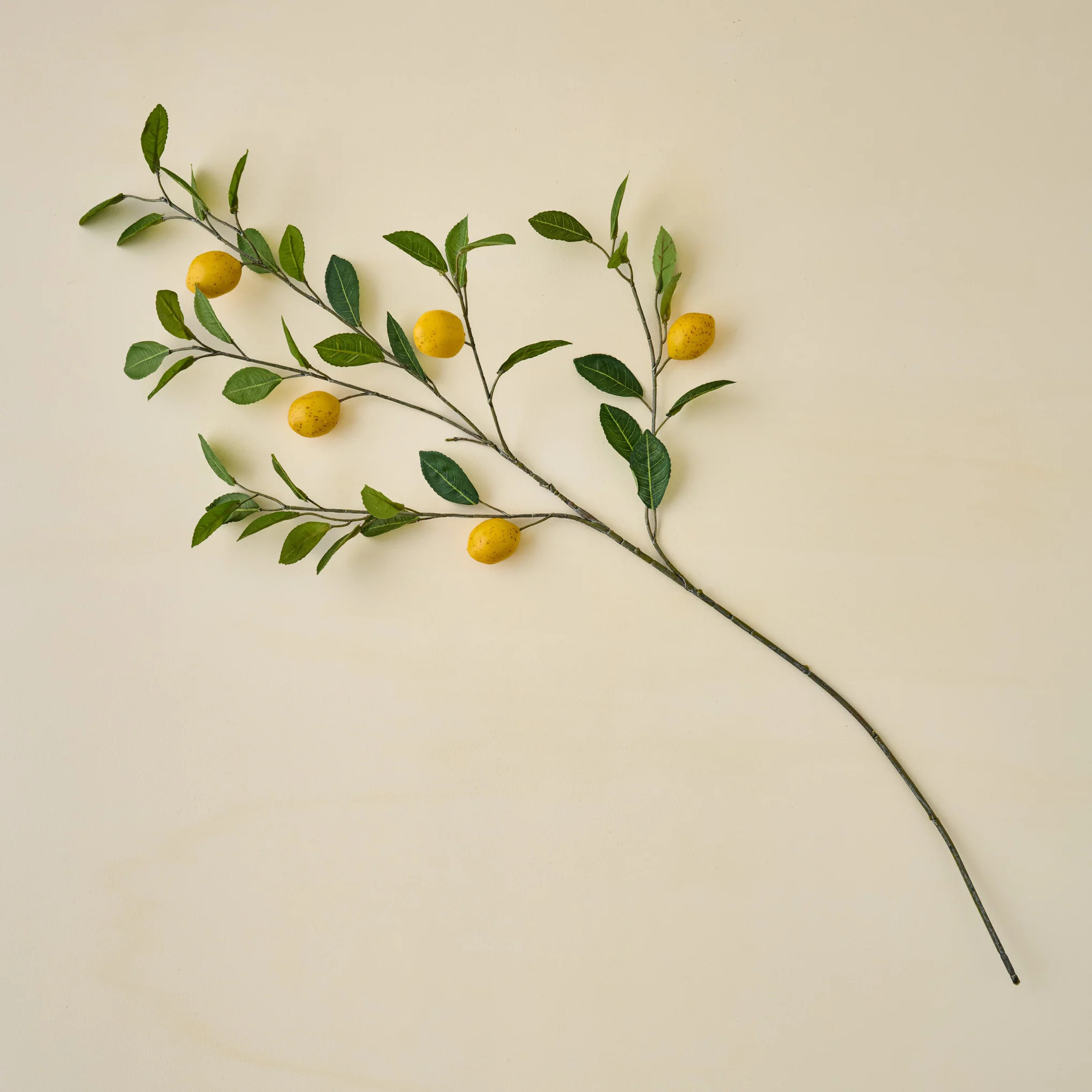 Lemon Citrus Stem | Magnolia