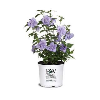 2 Gal. Blue Chiffon Rose of Sharon (Hibiscus) Plant with Blue Flowers | The Home Depot