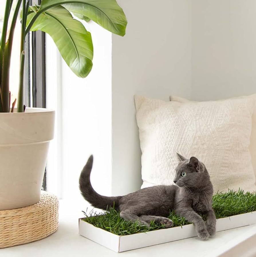 KittyLawn,Cat Real Grass Lounge Perch, Window Perch, Premium Cat Window Seat, Cat Window Seat Bed | Amazon (US)