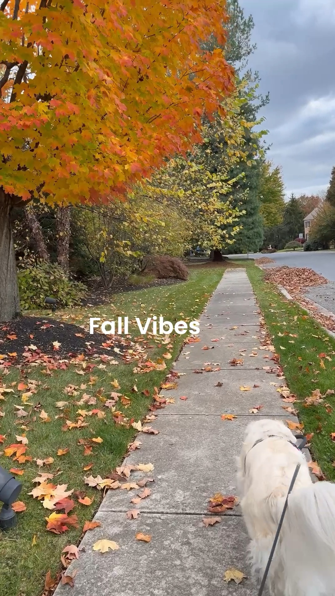 It’s finally feeling like fall and I’m here for it! Between the cozy sweaters, comfort foods, and sitting around a fire, it’s easy to say goodbye to summer.  Also looking forward to decorating and sharing outfit inspo for the upcoming holidays. #fall #homedecor #seasons #outdoors #walk 

#LTKTravel #LTKOver40 #LTKSeasonal