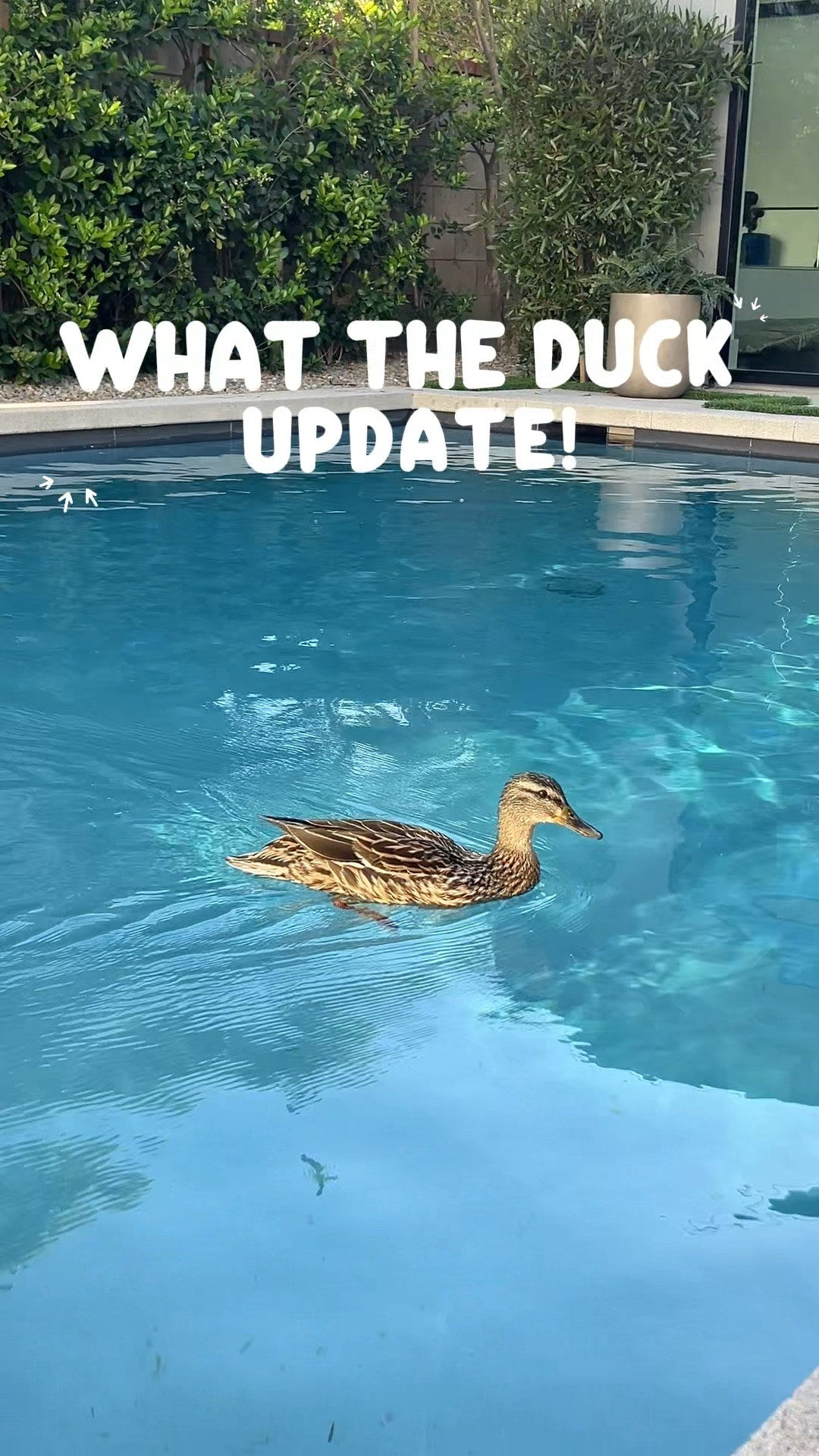 What The Duck Update! 🦆

#LTKPets #LTKHome