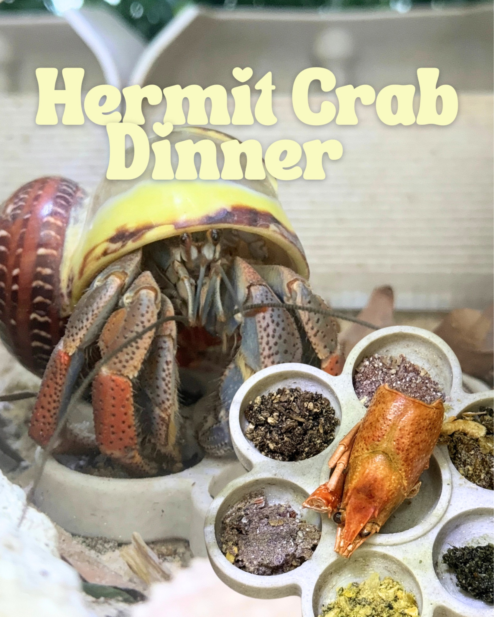 Hermit crab dinner!