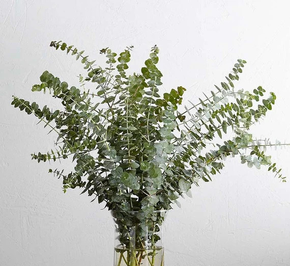 Preserved Eucalyptus Baby Moss Green | Etsy | Etsy (UK)