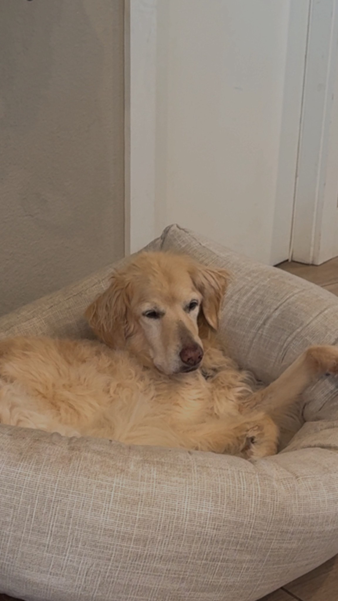 My dogs most loved pet bed! 
Dog mom
Pet finds 


#LTKSaleAlert #LTKSpringSale