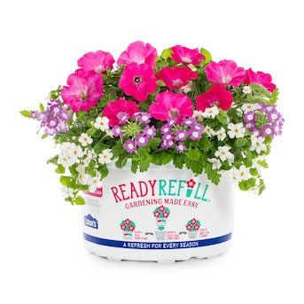 Metrolina Greenhouses Multicolor Bacopa, Petunia, Verbena in 1.5-Gallon Plantable Container | Lowe's