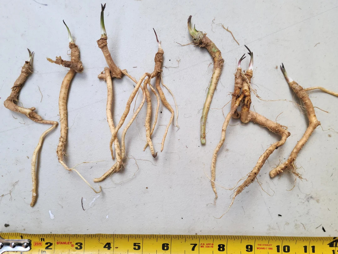 Horseradish Crowns / Live Roots / Grow your own plant - guaranteed! (Armoracia rusticana) | Etsy (US)