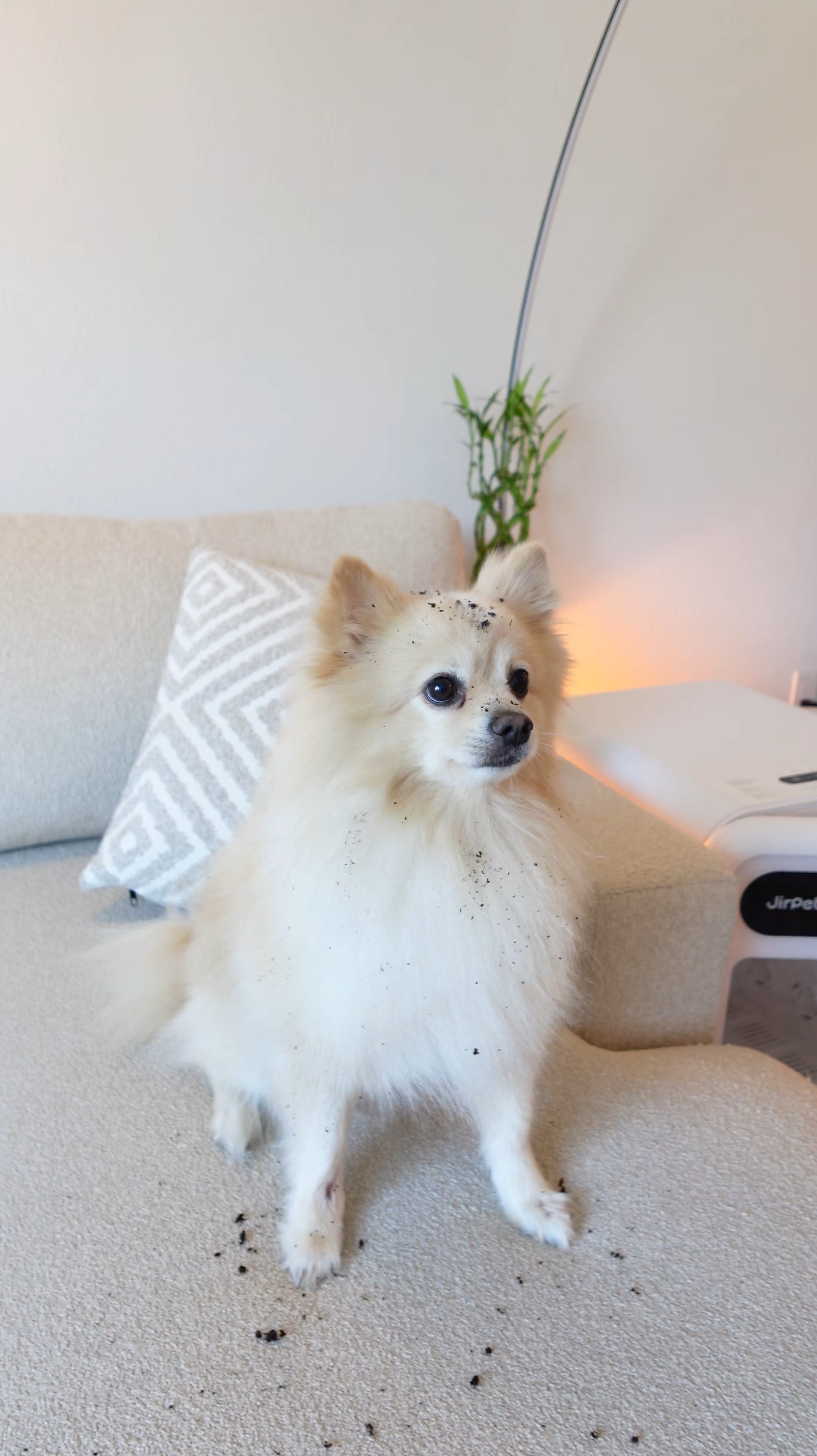 🫧 Grooming day for my dog with @jirpet_official 🐶✨ 


#LTKHome