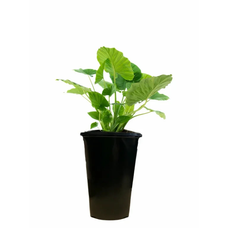 Expert Gardener 2QT Alocasia Live Plant Grower Pot Full Sun Partial Shade | Walmart (US)