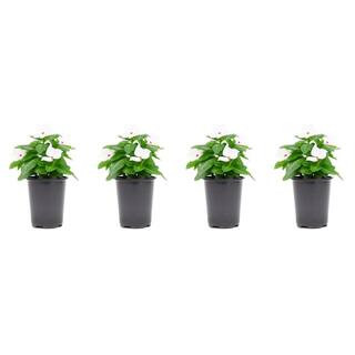 1.38 Pt. Vinca Cora Periwinkle Plant Polka Dot White Flowers in 4.5 in. Grower's Pot (4-Plants) | The Home Depot