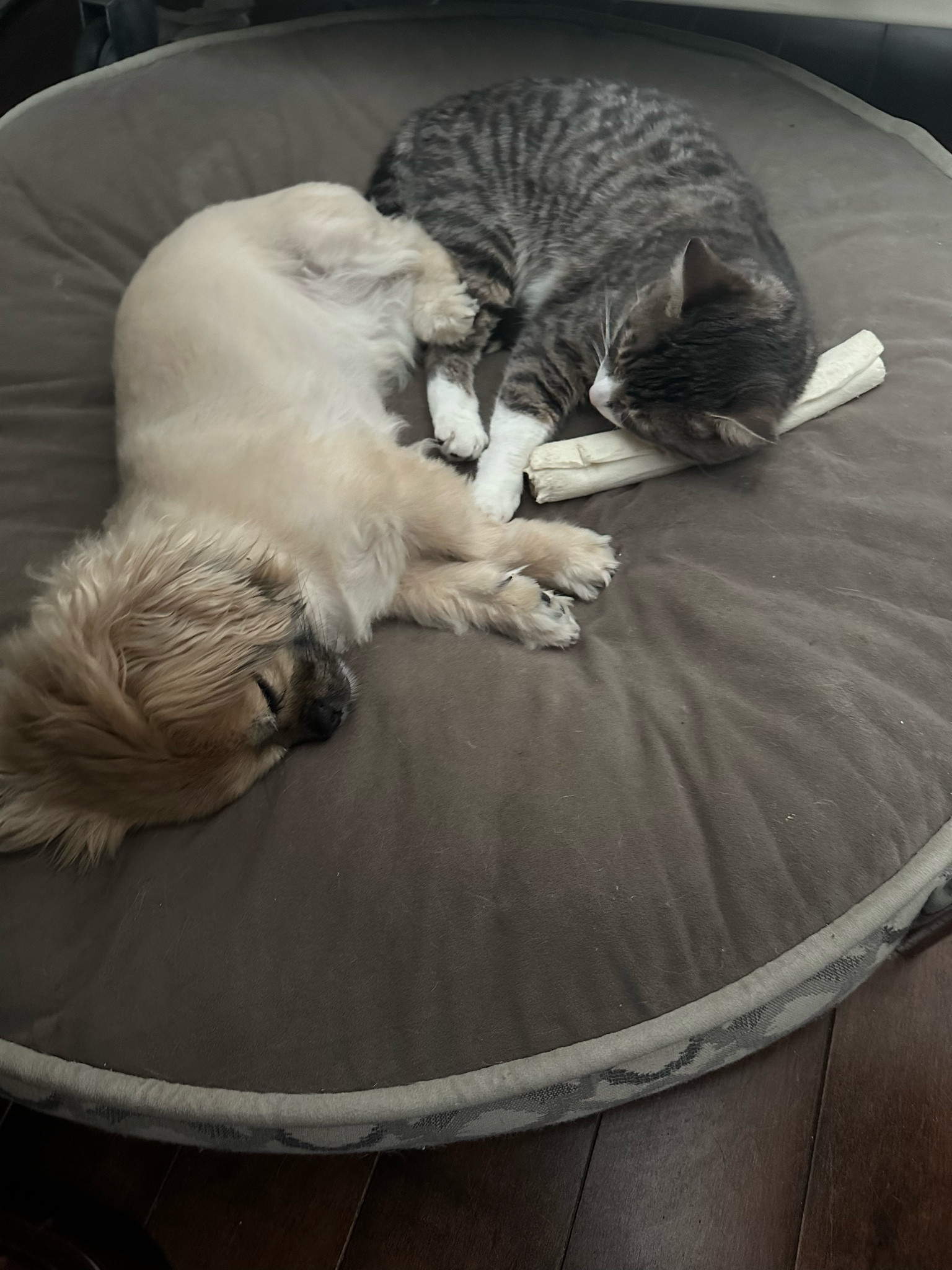 Pets
Pet accessories
Pet bed
Pet essentials
Cat
Dog
Comfy large pet bed

#LTKFamily #LTKFindsUnder100 #LTKHome