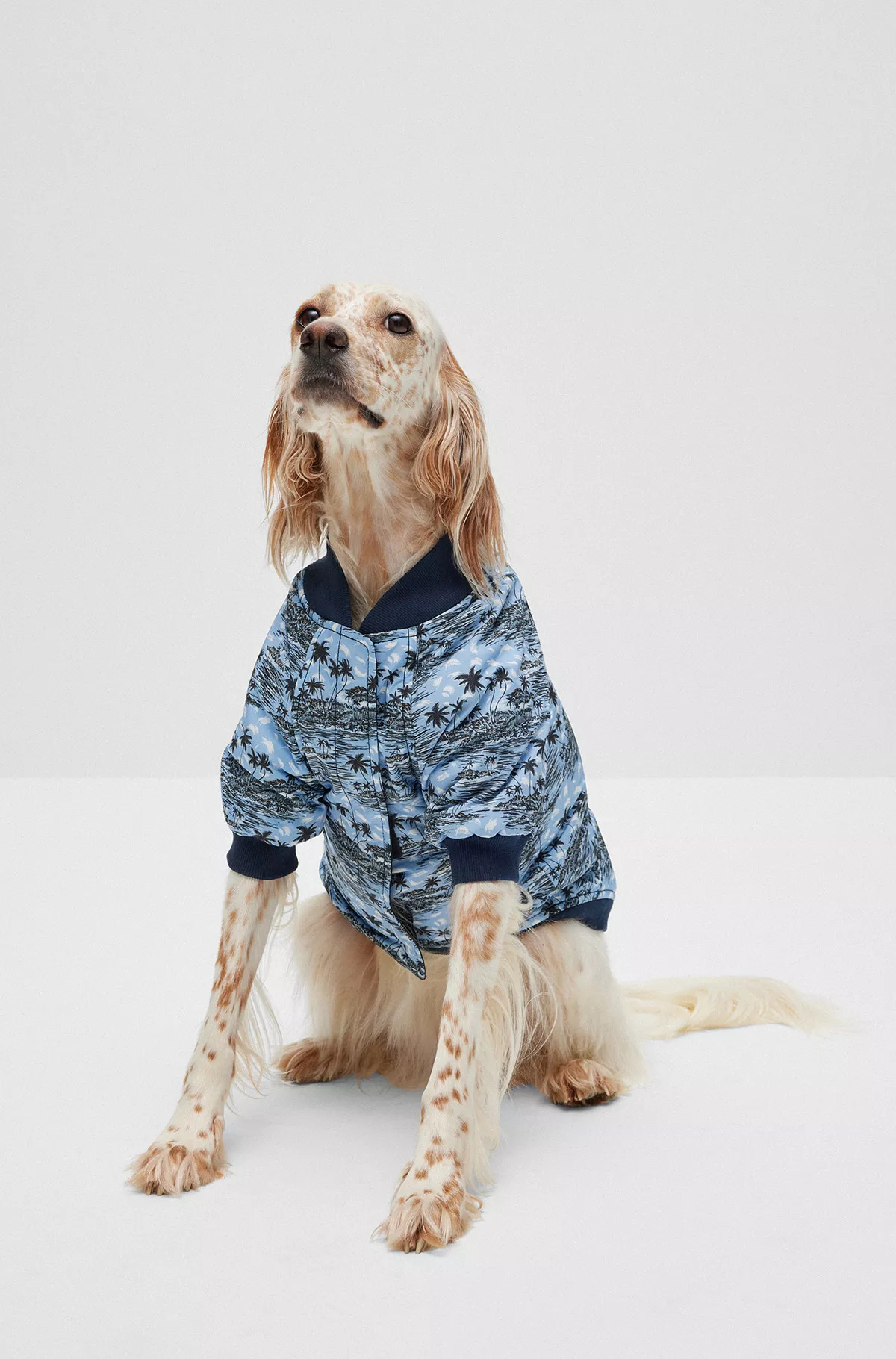 Dog bomber jacket | HUGO BOSS AG - Australia