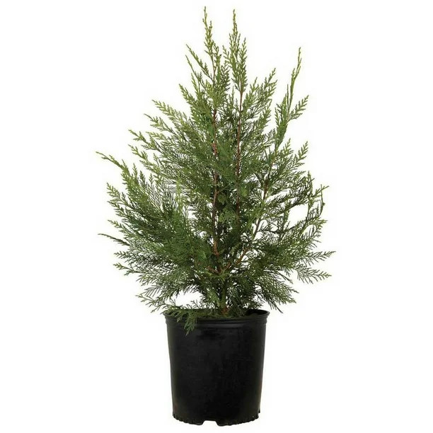 Flowerwood Outdoor Live Leyland Cypres Evergreen Tree 2.5 Qt - Walmart.com | Walmart (US)
