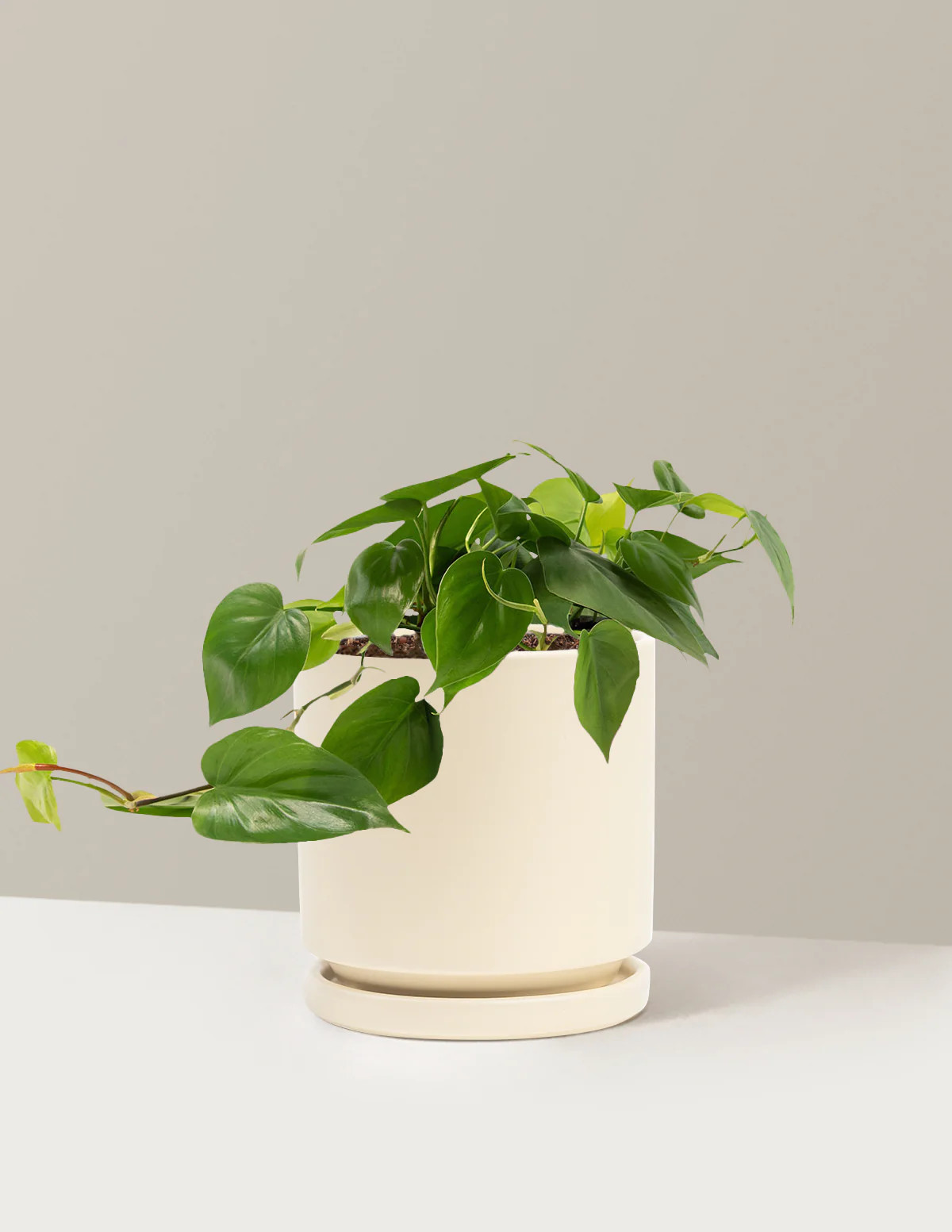 Heartleaf Philodendron | The Sill