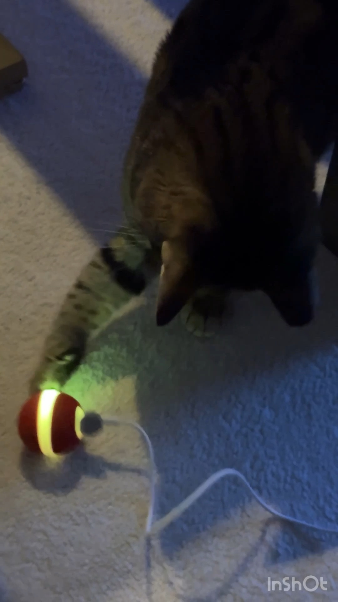 Smart interactive moving pet toy

#LTKHome #LTKFindsUnder50 #LTKPets