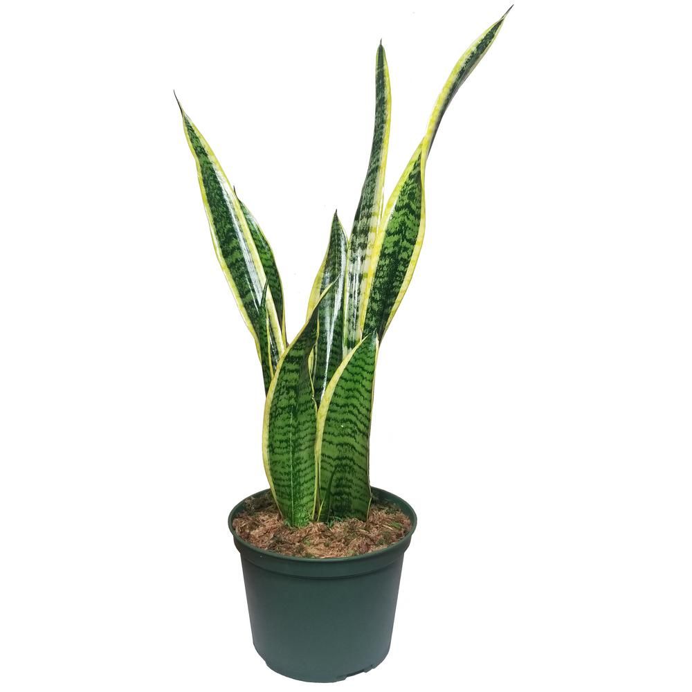Sansevieria Snake Plant in 6 in. Growers Pot | The Home Depot