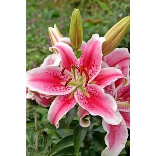 Bloomsz Stargazer Oriental Lily (3-Pack)-09026 - The Home Depot | The Home Depot