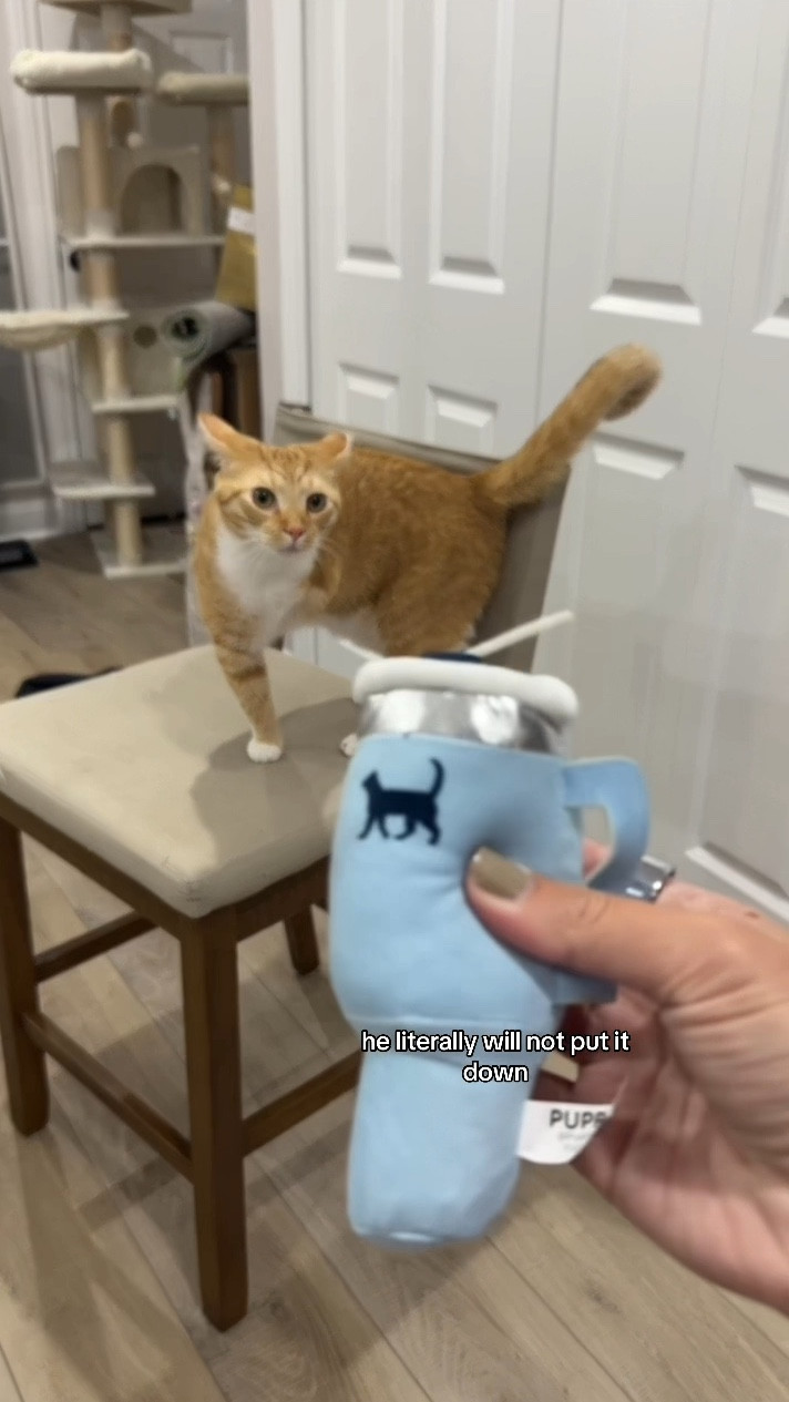 This affordable cat toy from Amazon will have your furry friend so excited to play! 

Cat toy, mini tumbler, interactive toy, noise-making, fun for cats, engaging, playful, durable design, pet entertainment, exercise, cat activity, stimulation, rolling toy, cat enrichment, fun sounds, bouncing toy, lightweight, safe for cats, active play, solo play, entertaining, cat favorite

#LTKGiftGuide