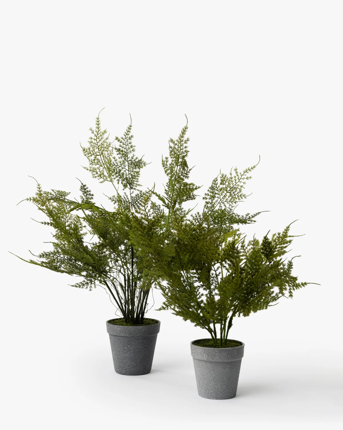 Plumosa Fern Drop-In | McGee & Co. (US)